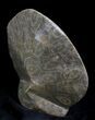 Polished Fossil Coral - Morocco #25706-2